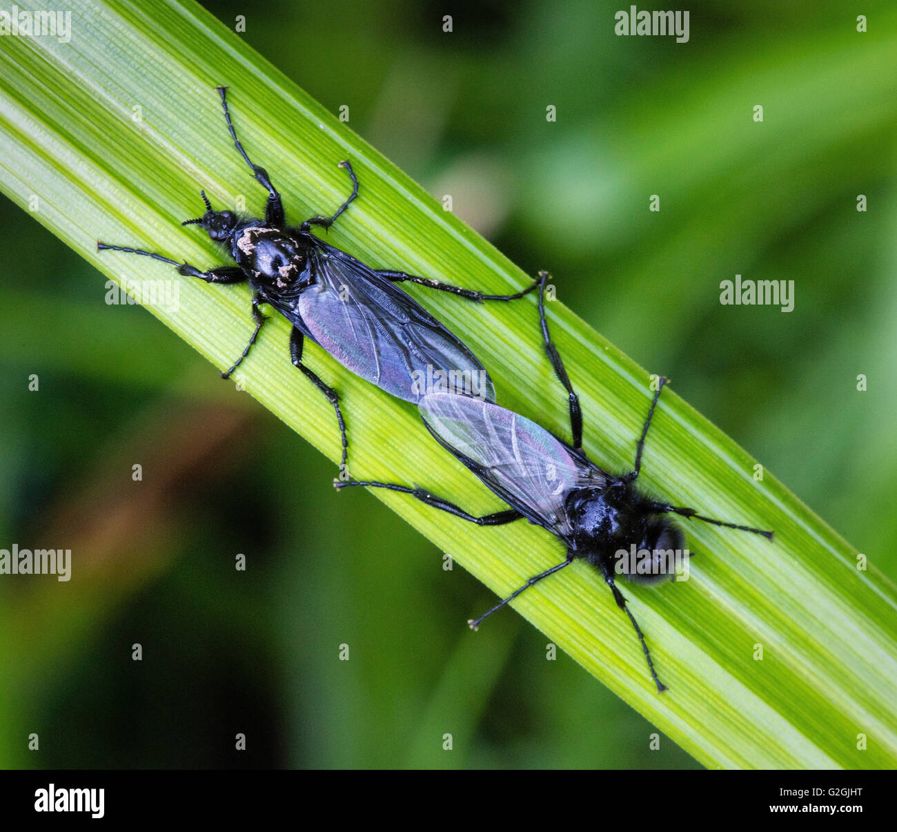Marzo o San Marco a mosche o Love Bugs della famiglia Bibionidae coniugata su sedge leaf - DORSET REGNO UNITO Foto Stock