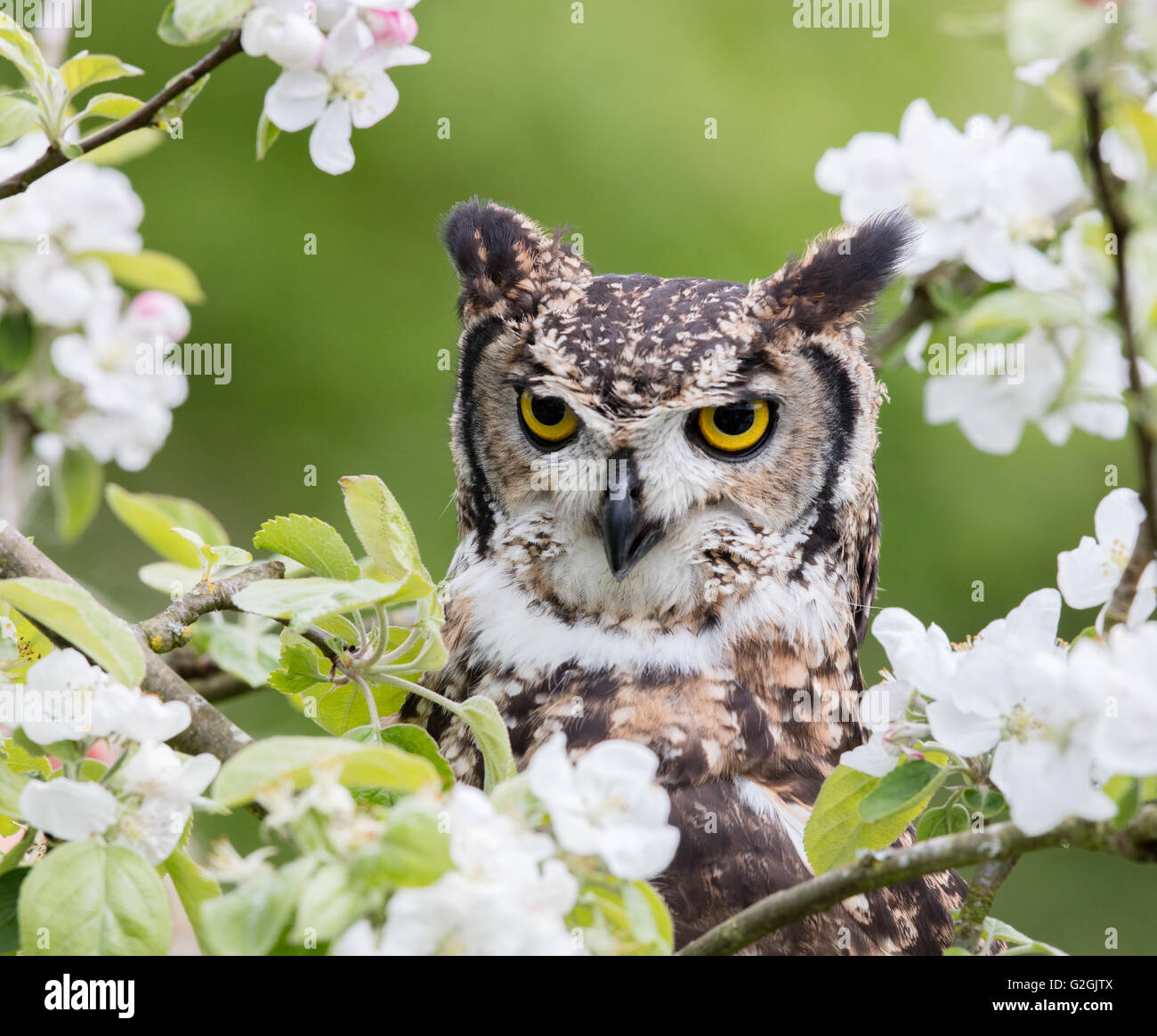 Long eared owl Asio otus poste tra apple blossom in Gloucestershire orchard - Captive Bird - REGNO UNITO Foto Stock