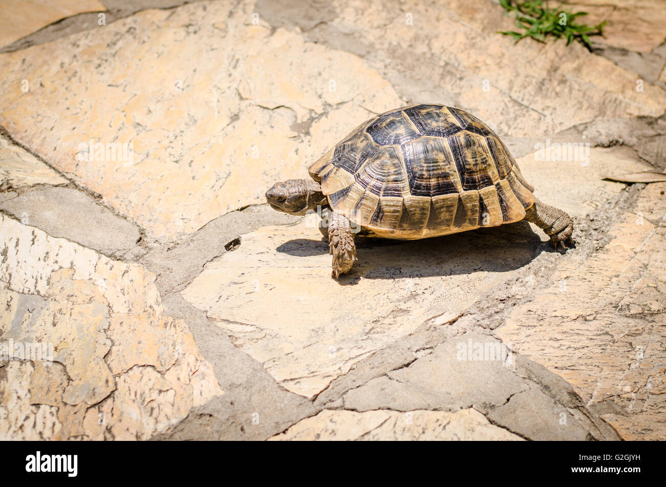 Brown turtle rettile animali immagine Foto Stock