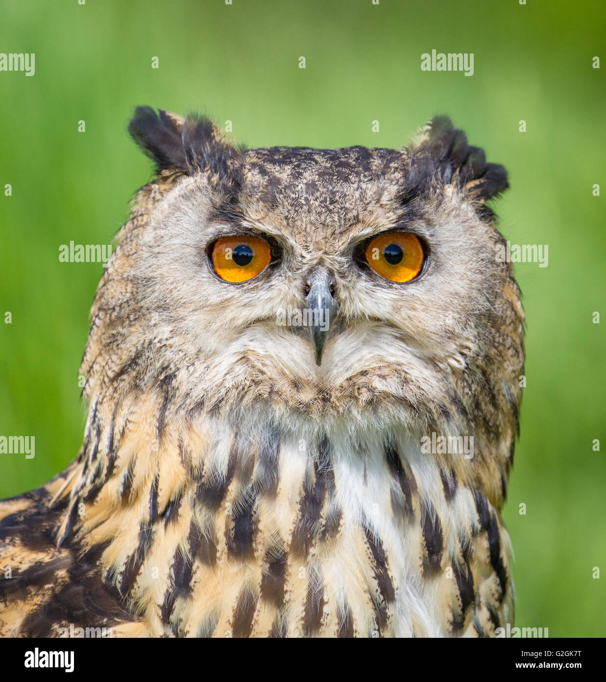 Ritratto di Gufo Reale Bubo bubo mostra piercing occhi Arancio - un uccello addomesticato GLOUCESTERSHIRE REGNO UNITO Foto Stock