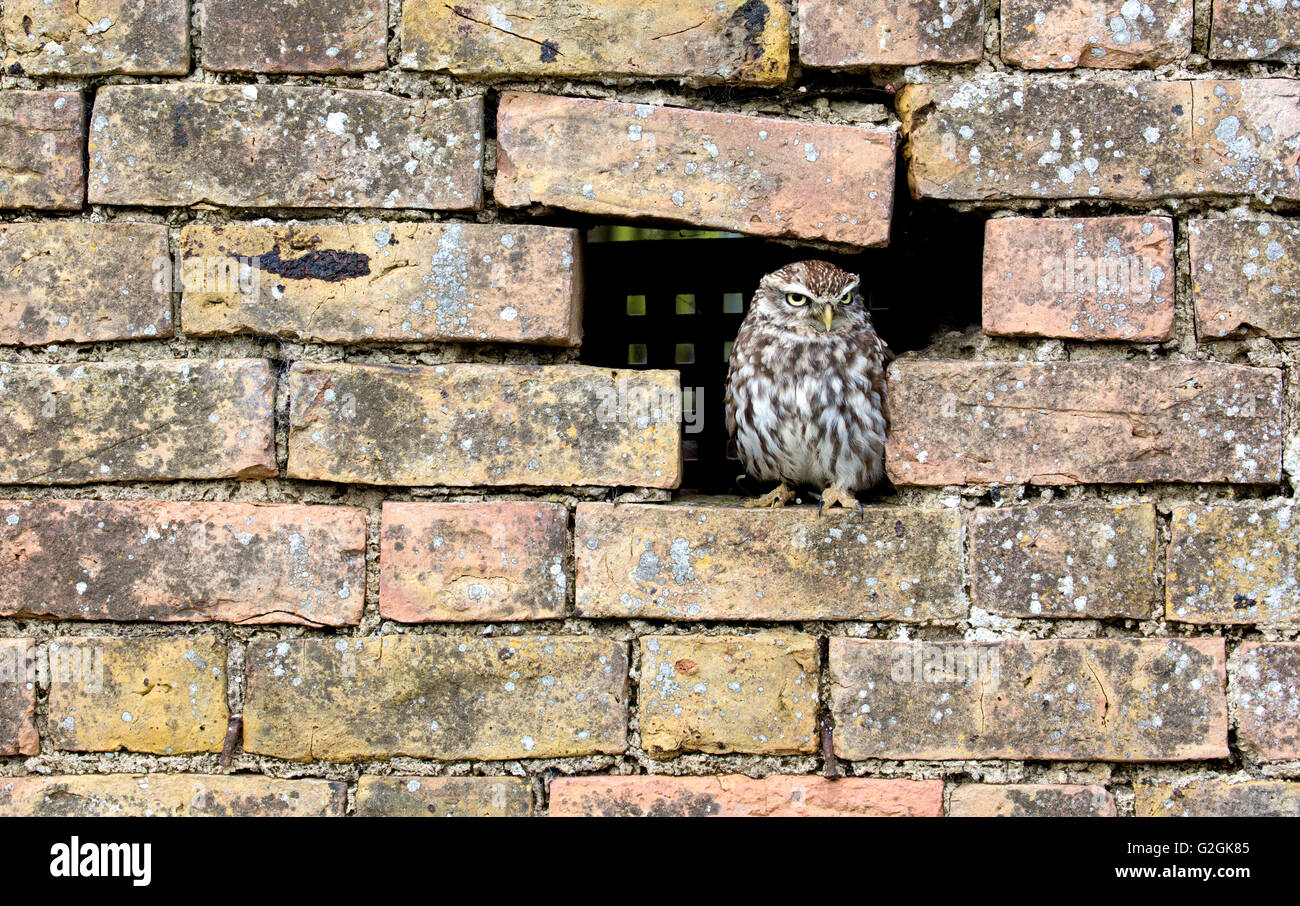 Civetta Athene noctua guardando fuori di un foro in un muro di mattoni - GLOUCESTERSHIRE REGNO UNITO Foto Stock