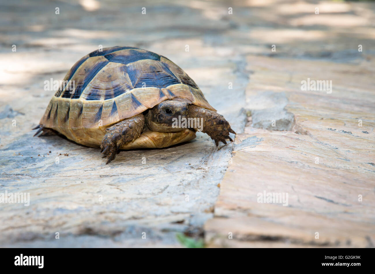 Brown turtle rettile animali immagine Foto Stock