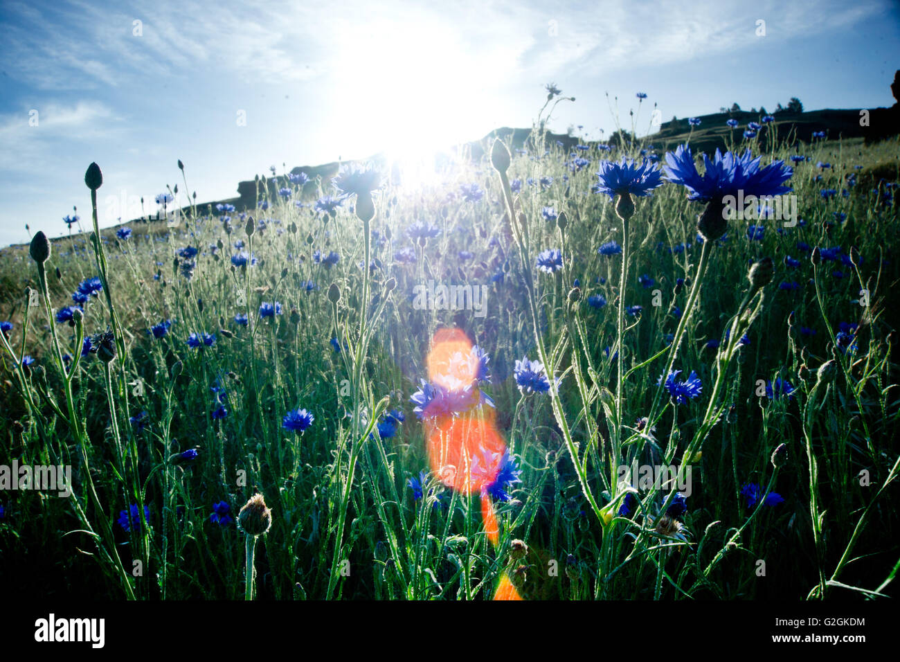 Fiori di campo blu in campo con un sole luminoso e Flare Foto Stock