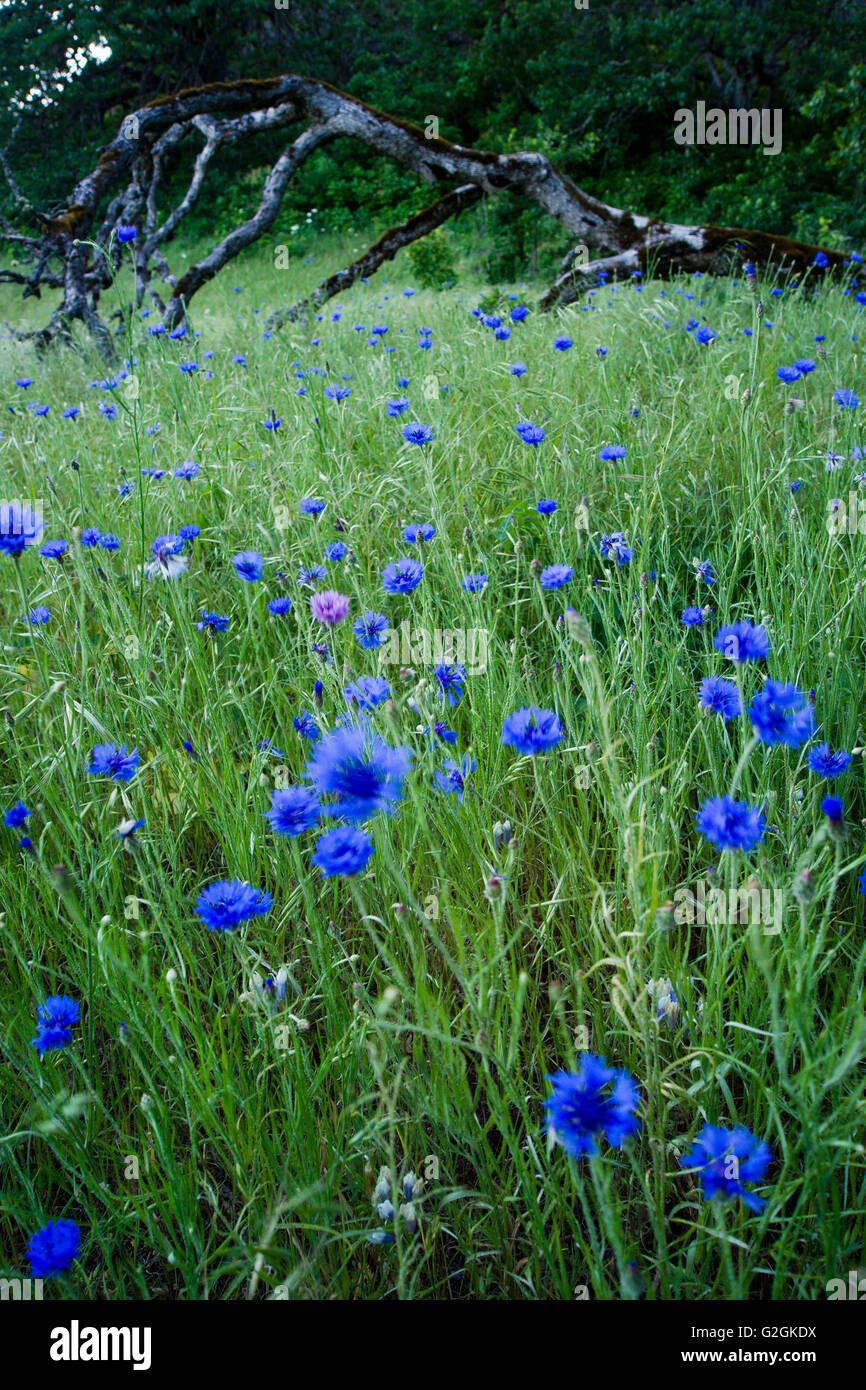 Blu con fiori di campo Albero caduto in background Foto Stock