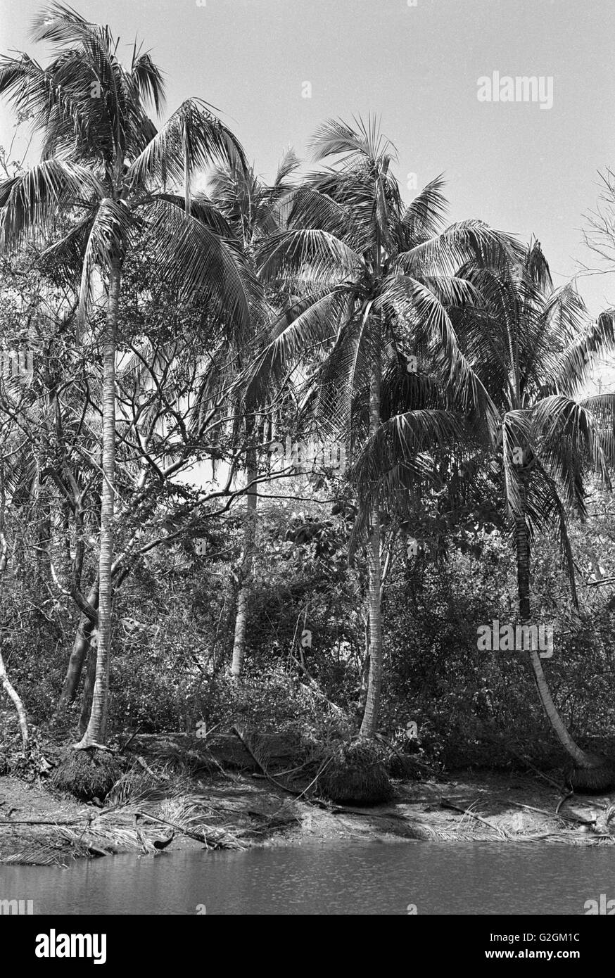Gli alberi di palma, Panama Foto Stock