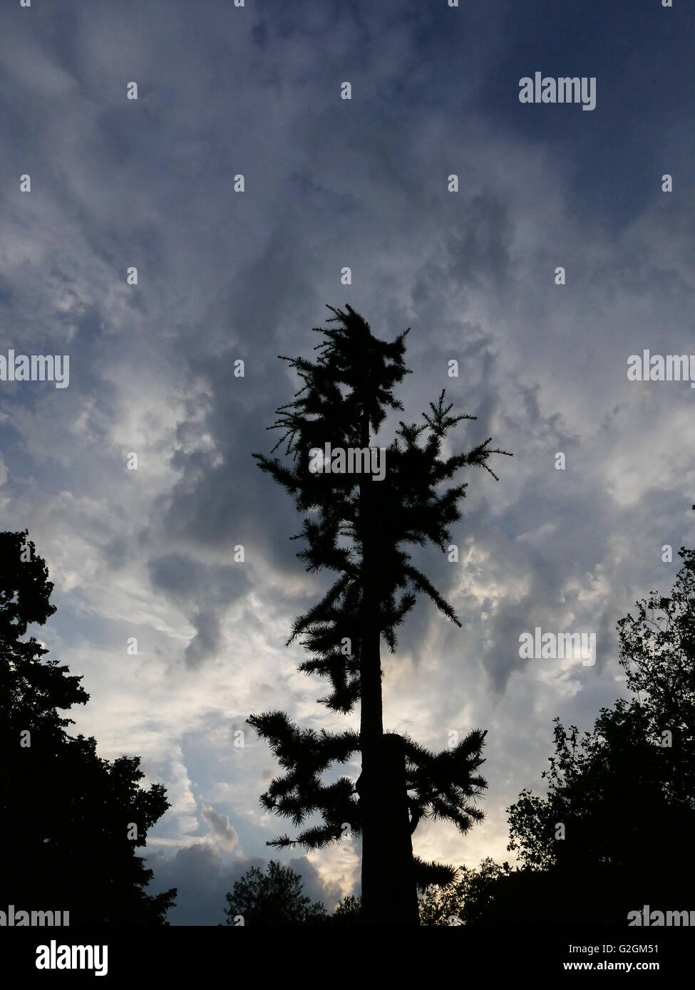 Un Atlante blu albero di cedro a Christchurch Green Wanstead contro un meditabondo Cielo di tramonto. Foto Stock