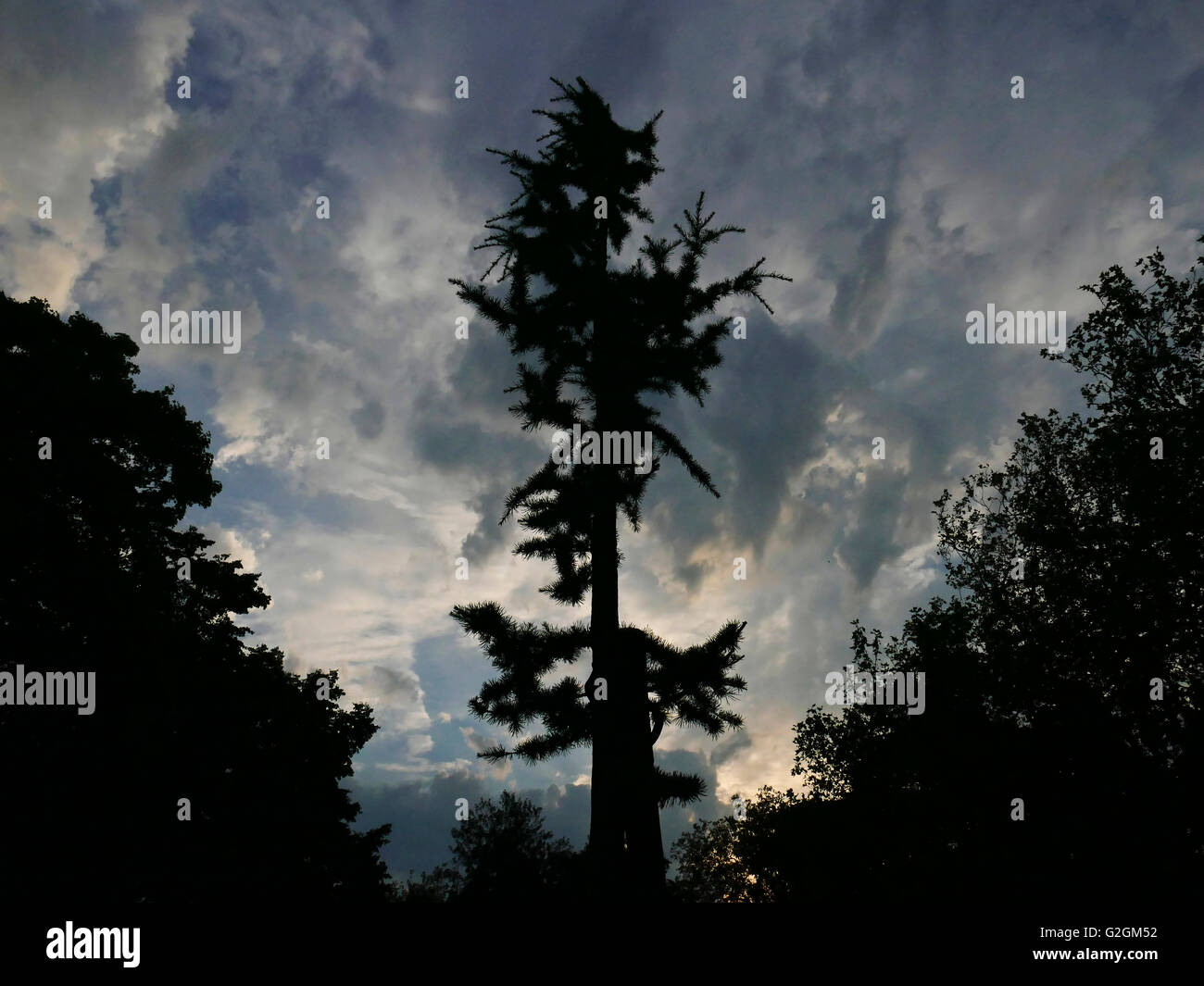 Un Atlante blu albero di cedro a Christchurch Green Wanstead contro un meditabondo Cielo di tramonto. Foto Stock