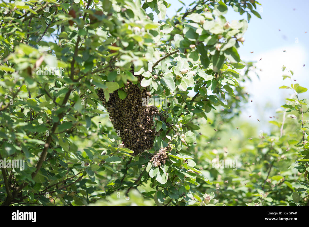 Sciamatura le api sulla struttura ad albero Foto Stock