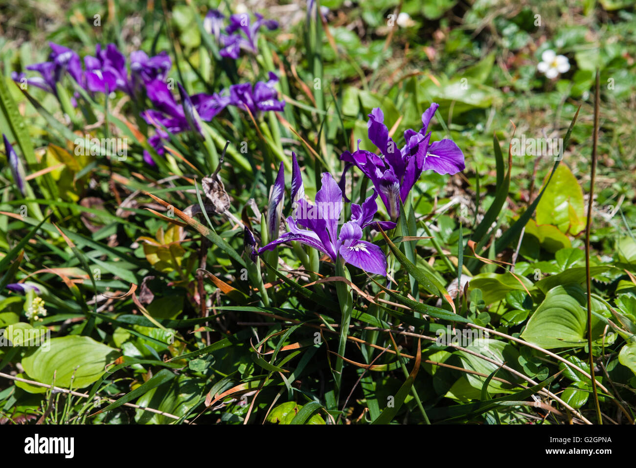 Gruppo di Iris Tenax in fiore lungo la costa dell'Oregon. Firenze, Oregon Foto Stock