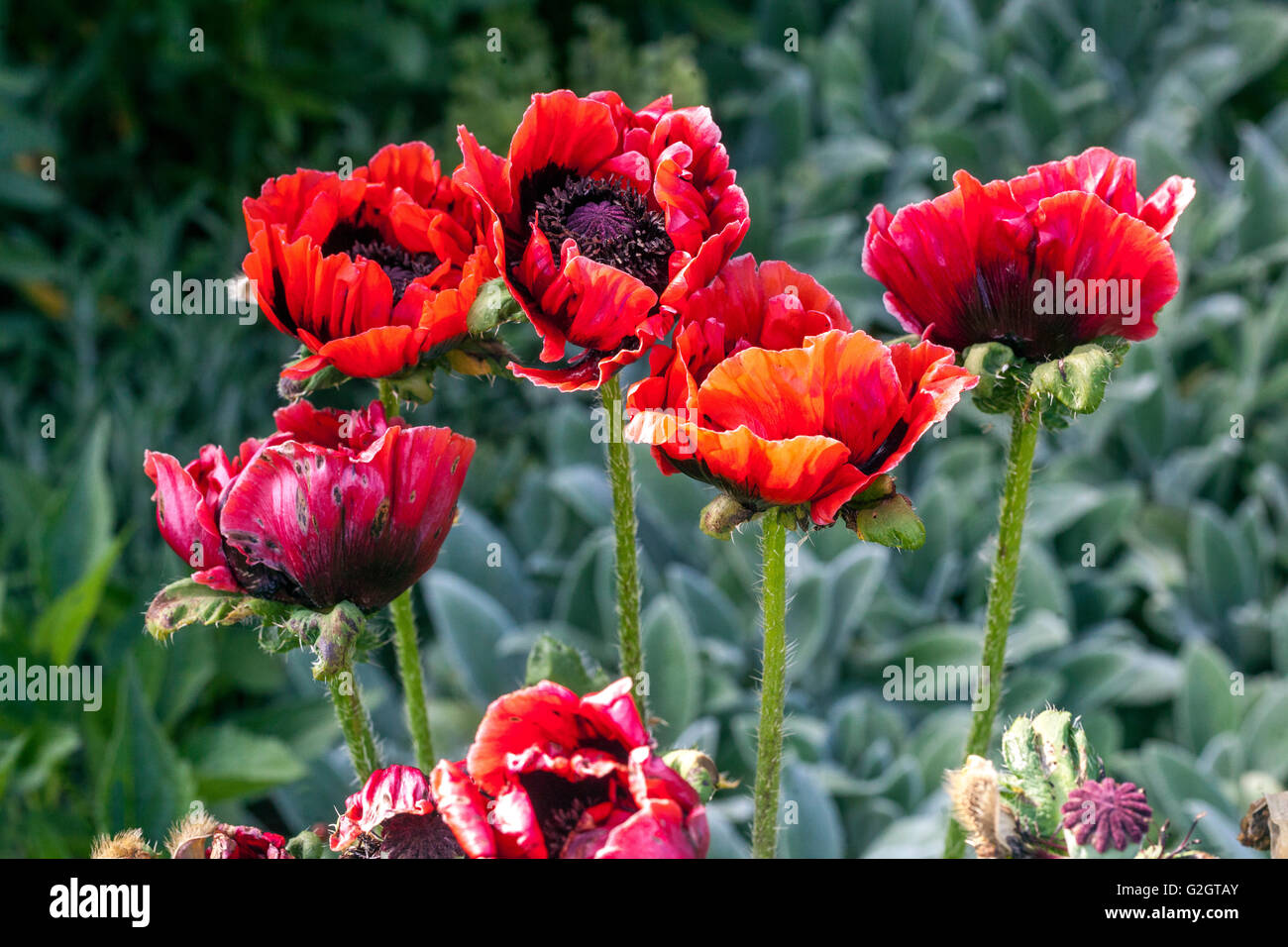 Papavero orientale, papavero rosso orientale, papaveri orientali papaveri rossi Foto Stock