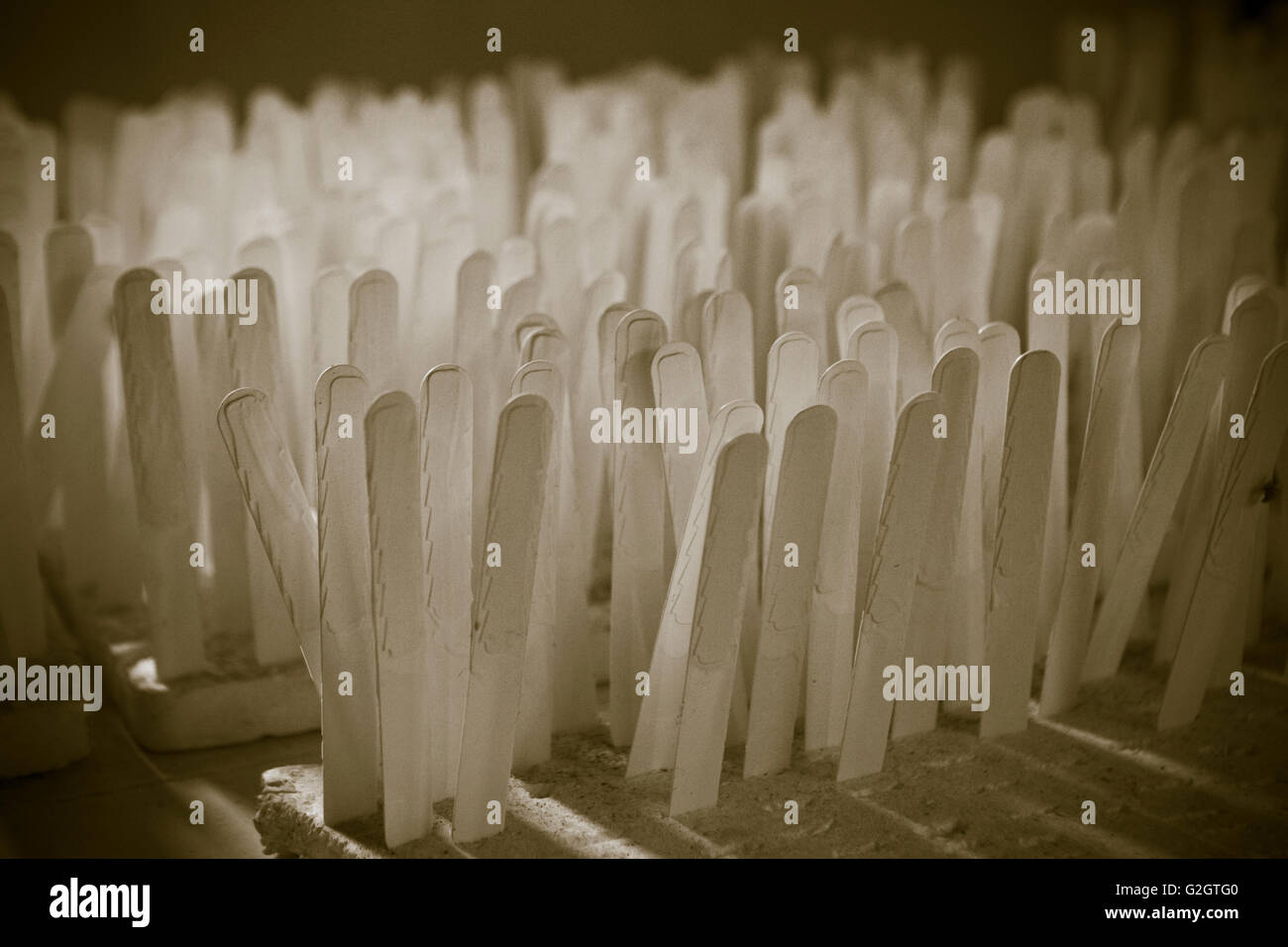 Tag Geo per identificare le piantine, Hawaiian latifoglie Legacy, Kukaiau Ranch, Mauna Kea Foto Stock