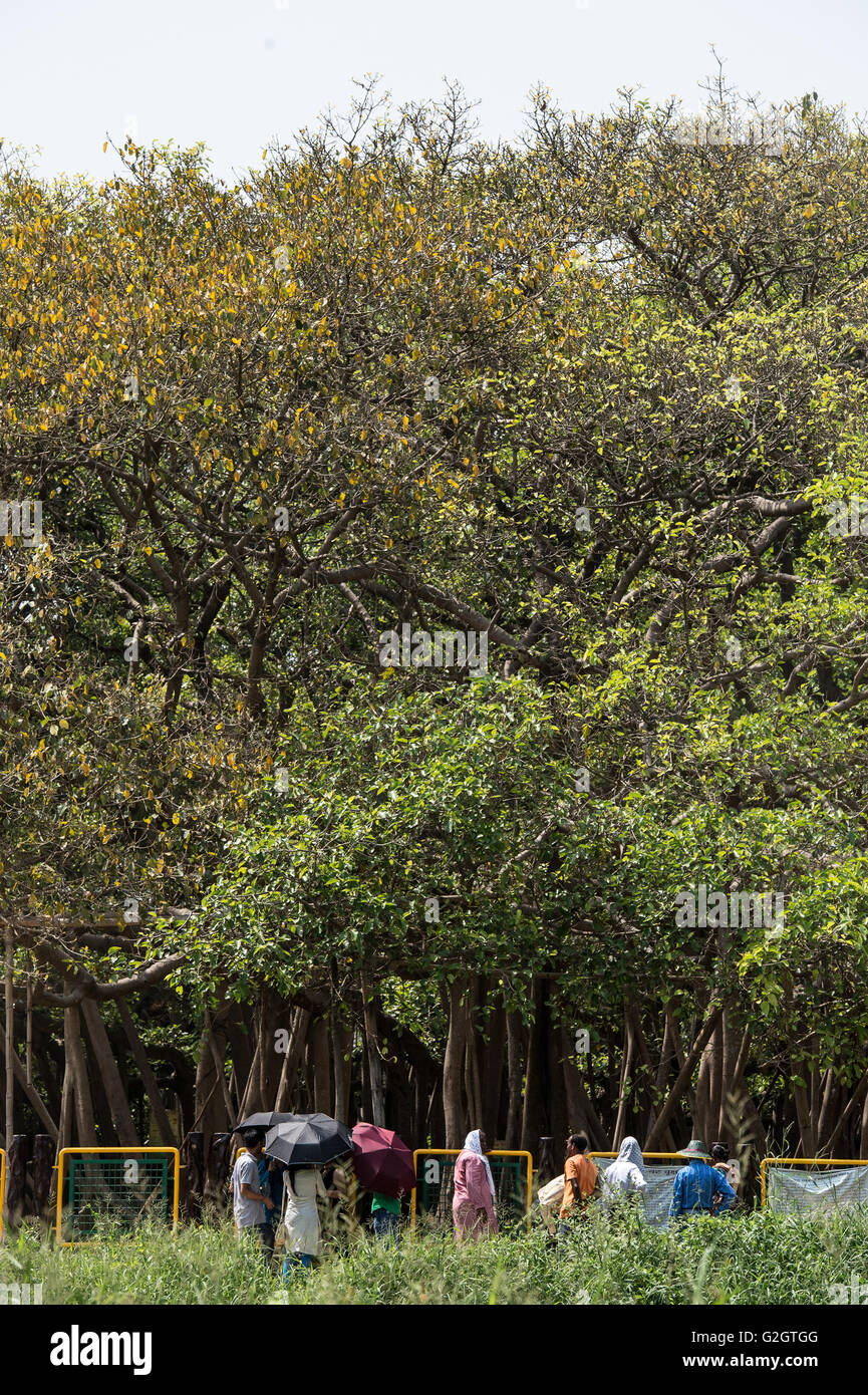 Ficus benghalensis, Indiano banyan, Moraceae, subcontinente indiano, Asia Foto Stock