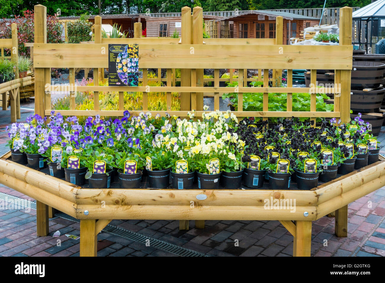 Una collezione di profumate piante Viola per la vendita in un centro giardino in primavera Foto Stock