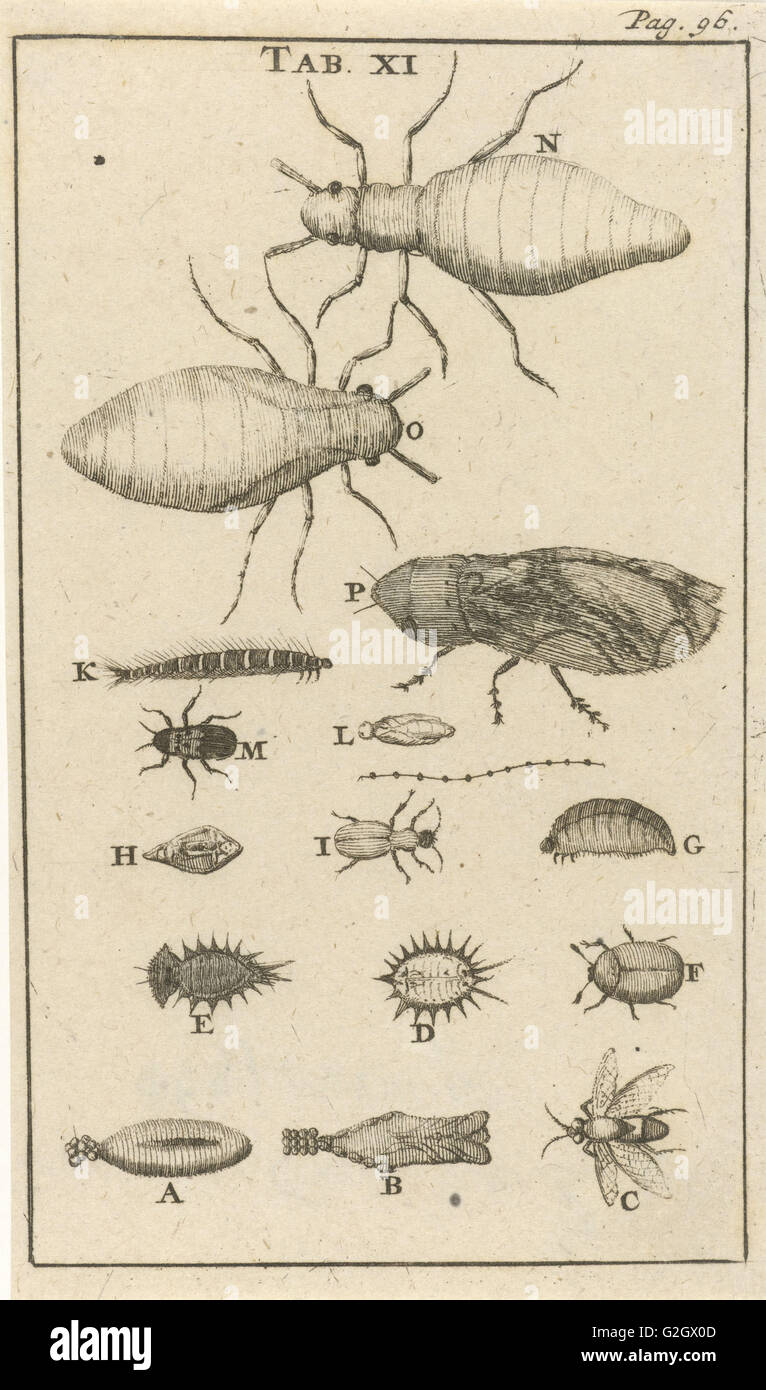 Piccoli insetti XI, Jan Luyken, Jan Claesz dieci Hoorn, 1680 Foto Stock