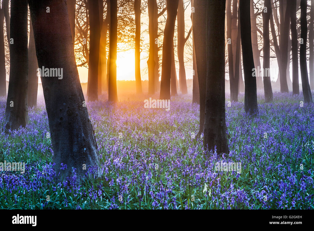 Bluebell boschi a sunrise. Foto Stock
