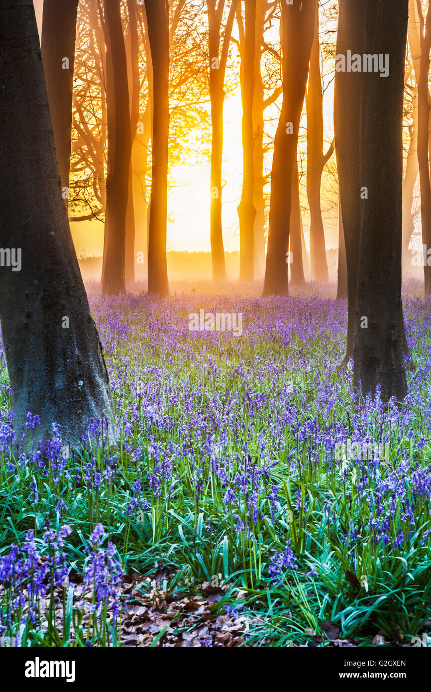 Bluebell boschi a sunrise. Foto Stock