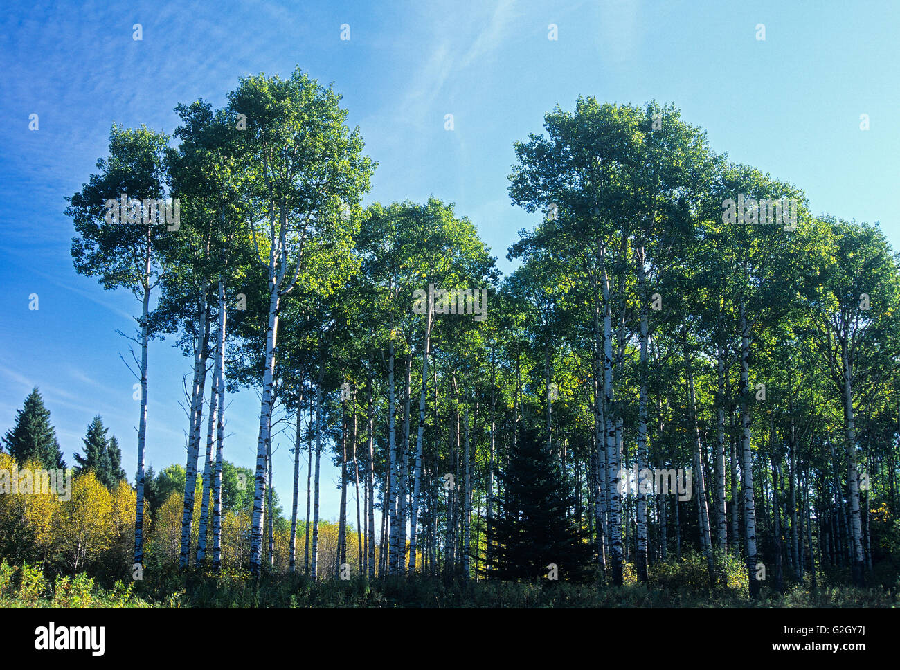 Tremore aspen (Populus tremuloides) alberi in un parco aspen, Equitazione Mountain National Park, Manitoba, Canada Foto Stock