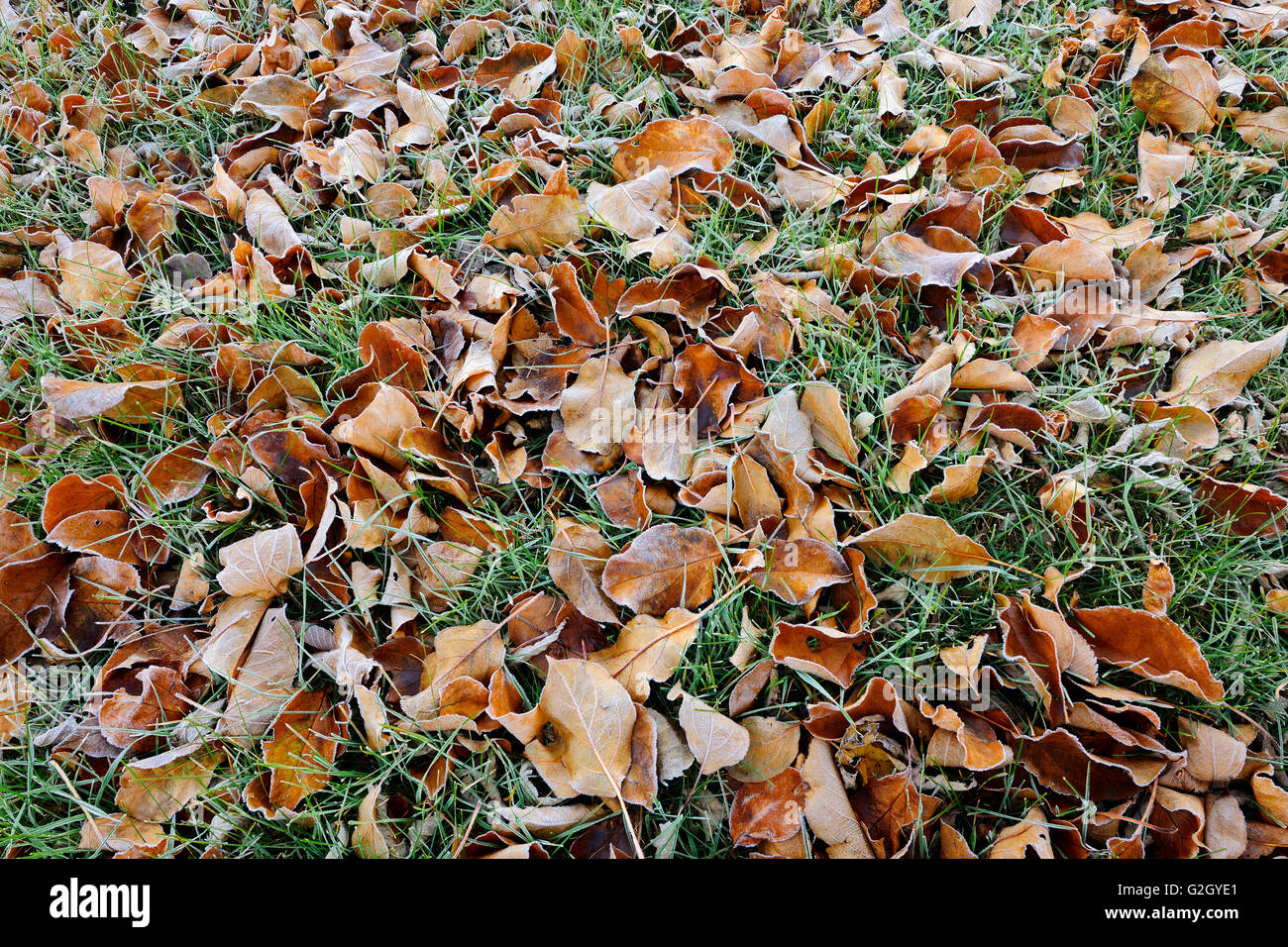 Foglie di autunno sull'erba nel parco cittadino (Southdale) Winnipeg Manitoba Canada Foto Stock