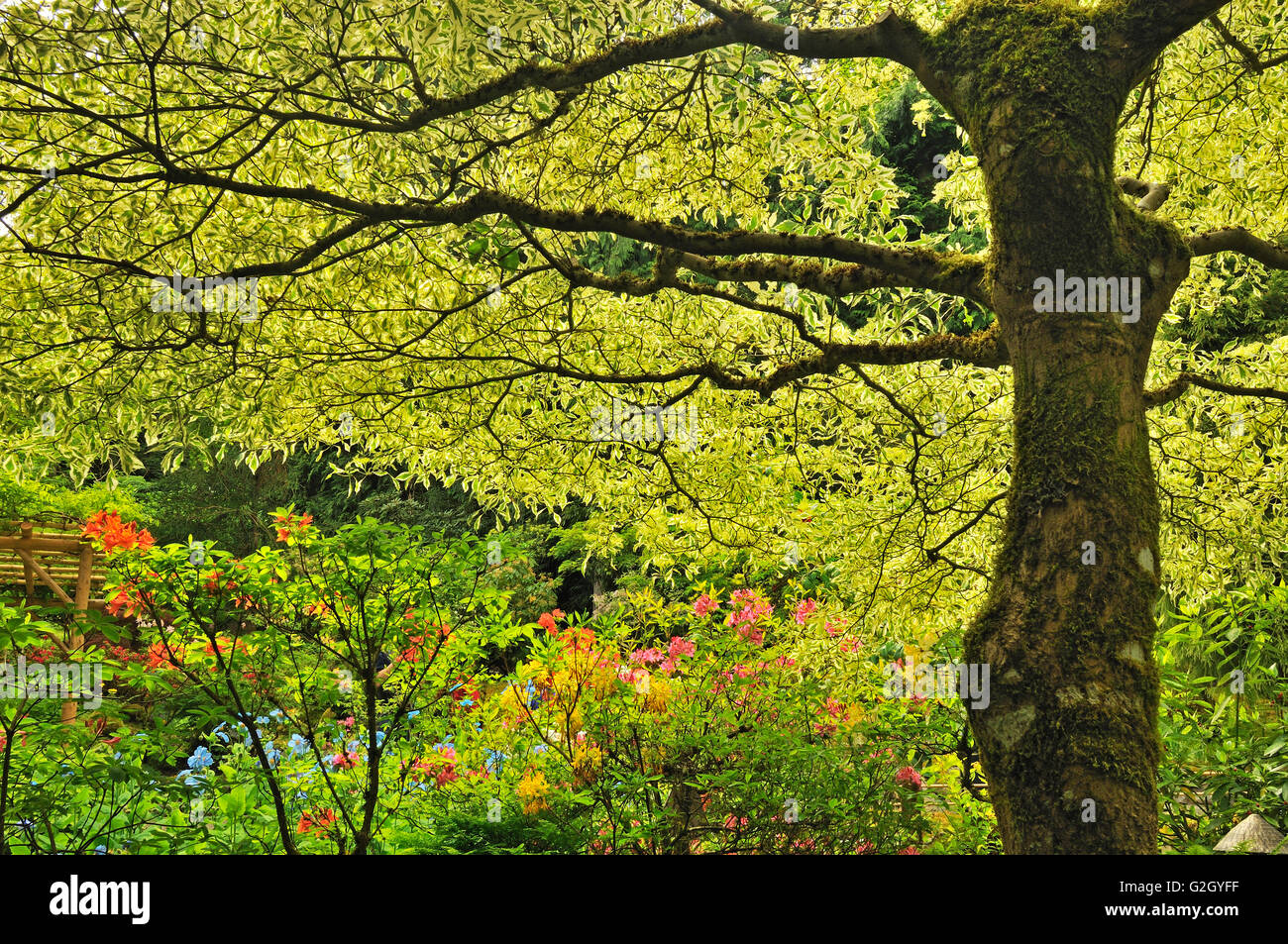 Famosa in tutto il mondo ai Giardini Butchart Victoria British Columbia Canada Foto Stock