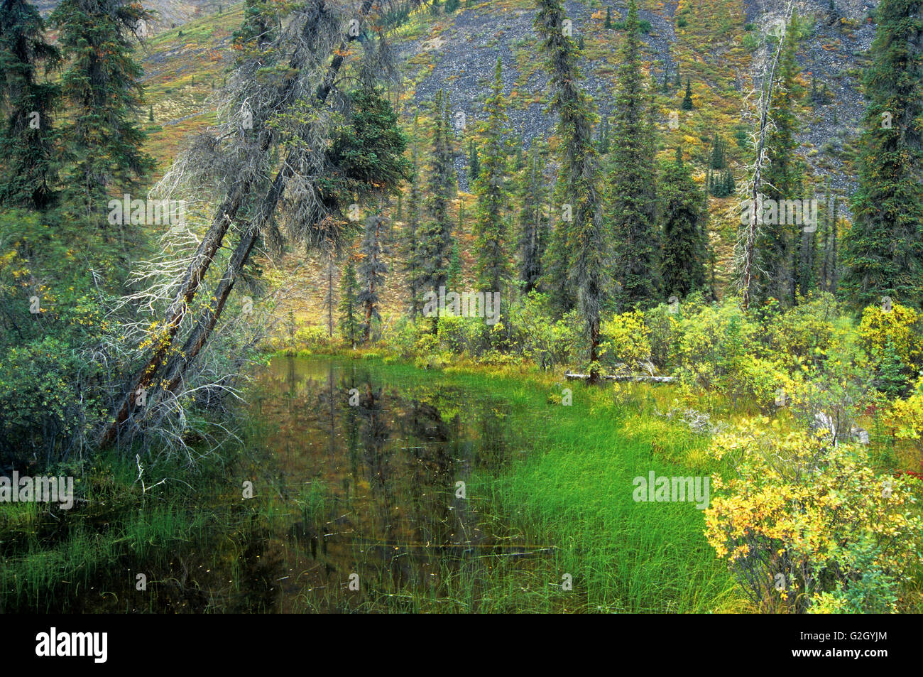 Drunken foresta boreale lungo la Dempster Highway (tra i km 105-160) Dempster Highway Yukon Canada Foto Stock