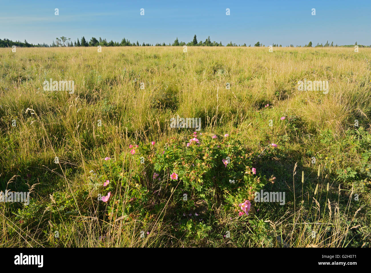 Le rose che crescono in prairie Cypress Hills Parco provinciale di Alberta in Canada Foto Stock