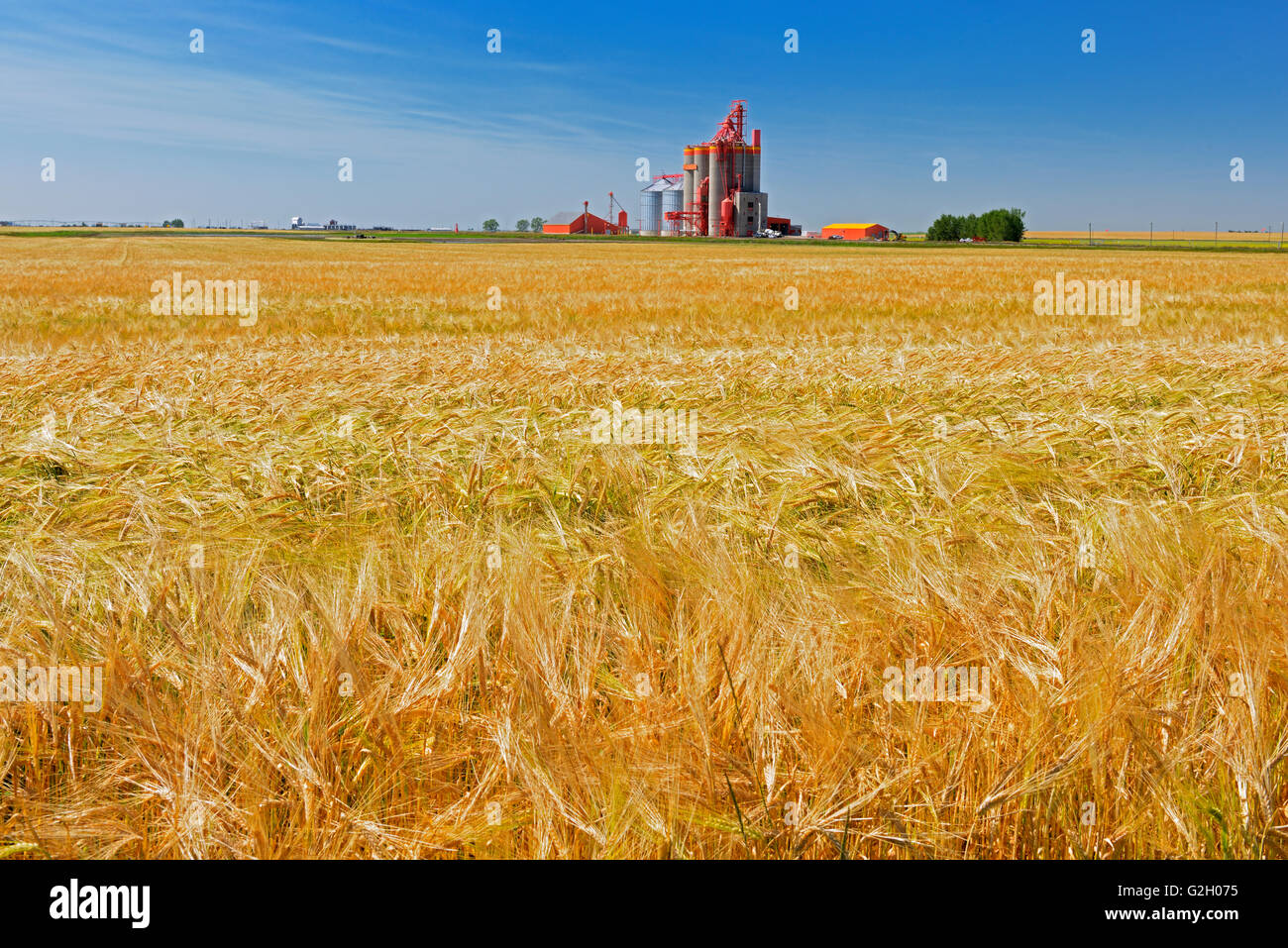 2 Row Orzo e throughput elevato ascensore Stirling Alberta Canada Foto Stock