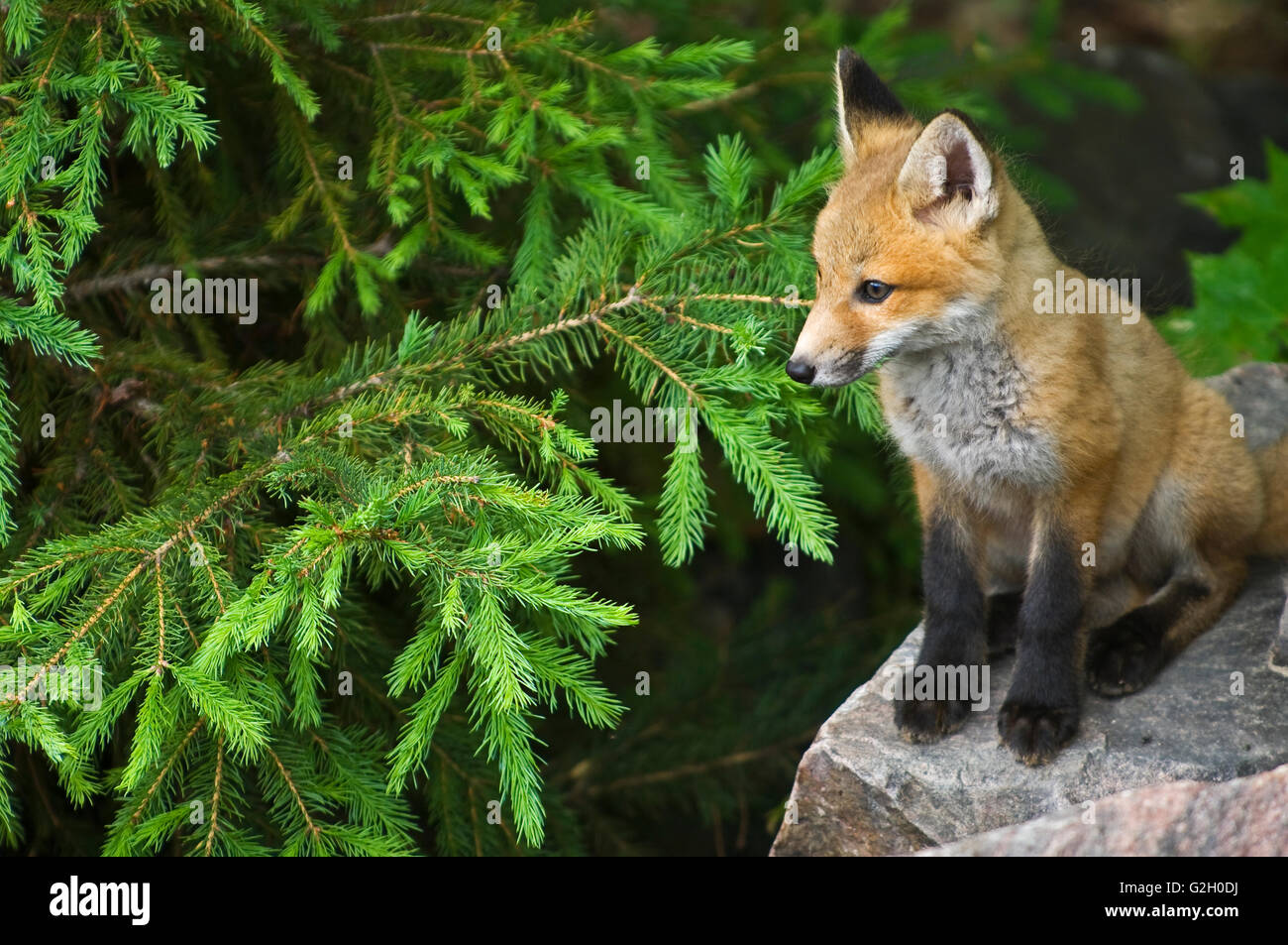 Rosso giovane volpe (Vulpes vulpes) su roccia Killarney Provincial Park Ontario Canada Foto Stock