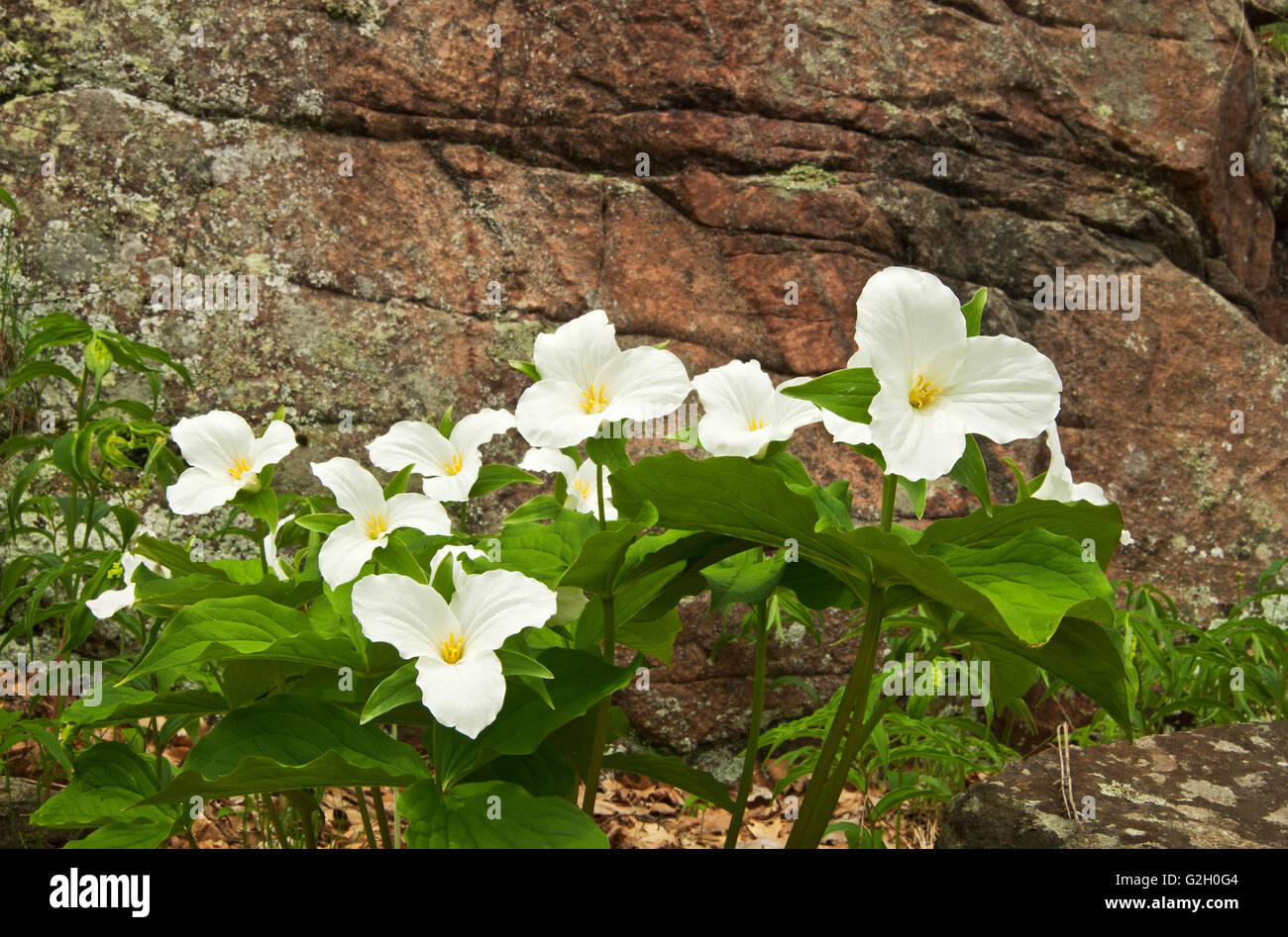 A FIORE GRANDE o bianco comune trillium Trillium grandiflorum Rosseau Ontario Canada Foto Stock