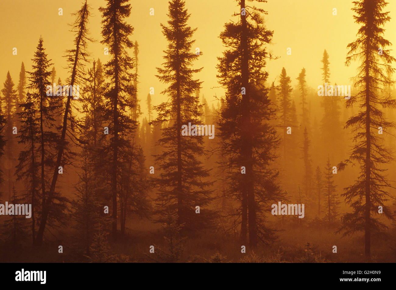 Nero abete rosso (Picea mariana) in abete bog presso sunrise vicino a Upsala Ontario Canada Foto Stock