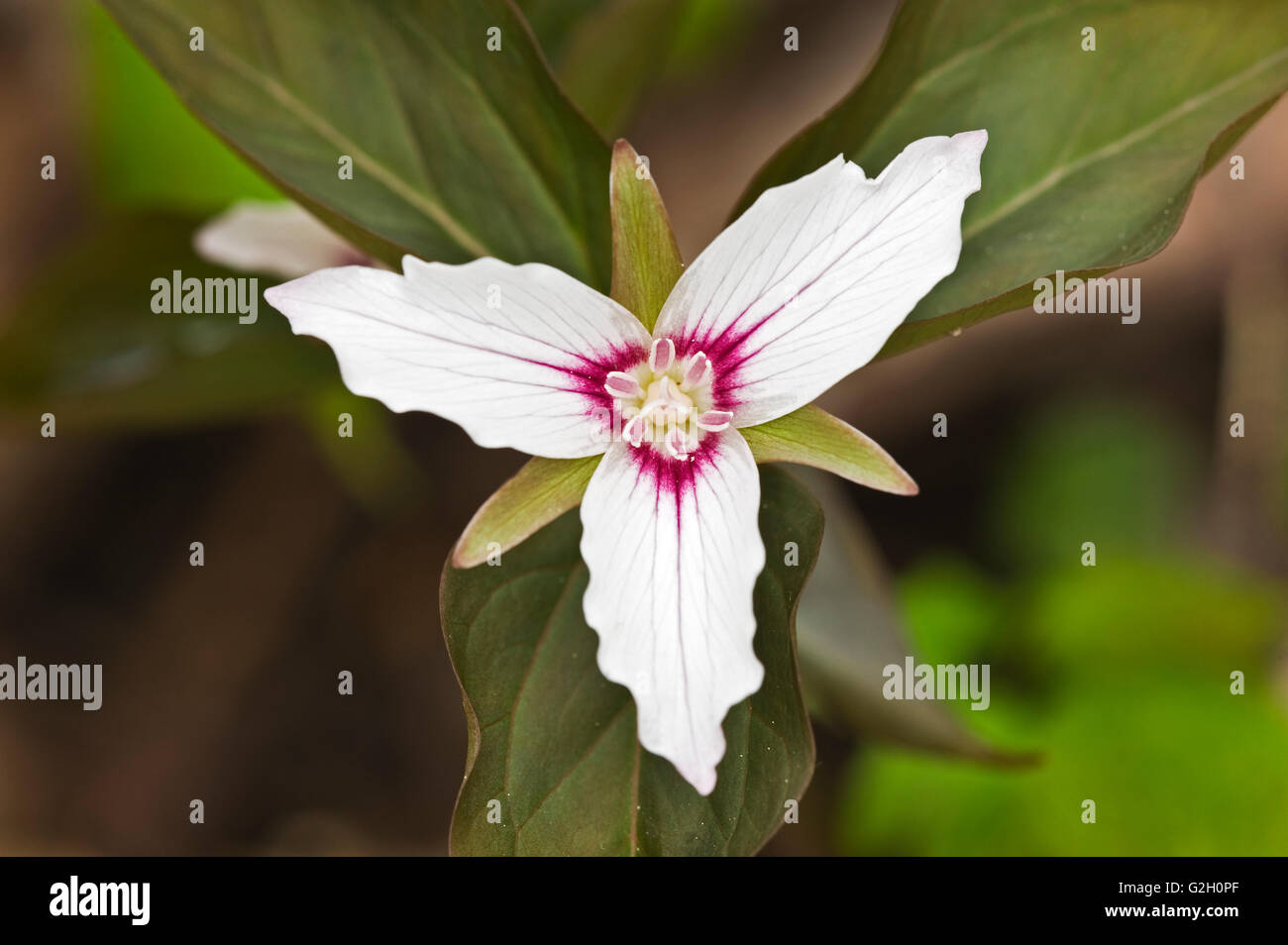 Trillium dipinti o verniciati Wake-robin (Trillium undulatum) Dorset Ontario Canada Foto Stock