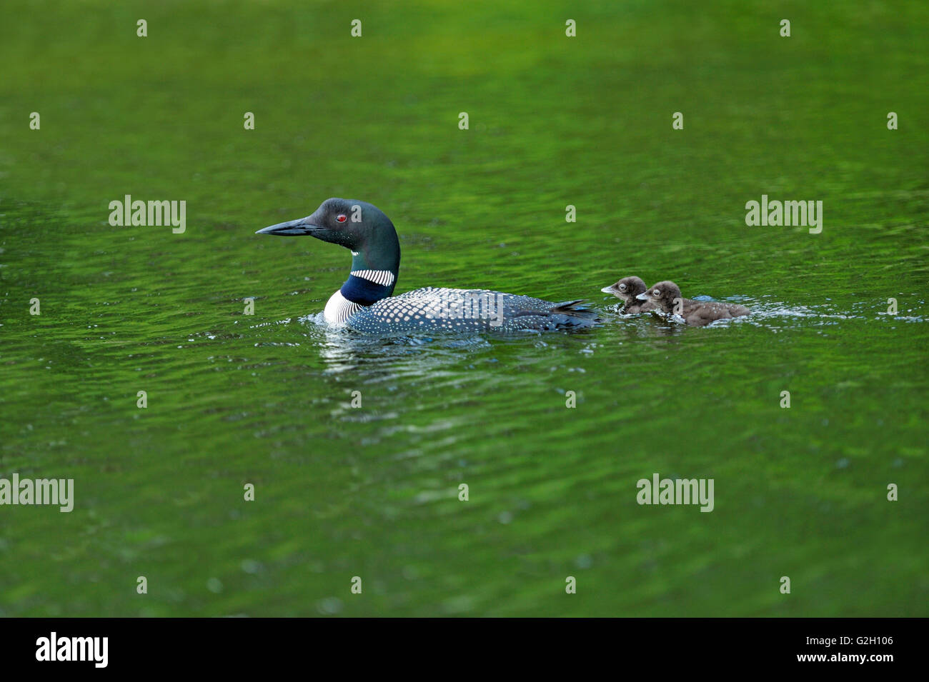 Great Northern o common loon Gavia immer con pulcini sull isola di serpente Lago ( Cassels Lago) Temagami Ontario Canada Foto Stock