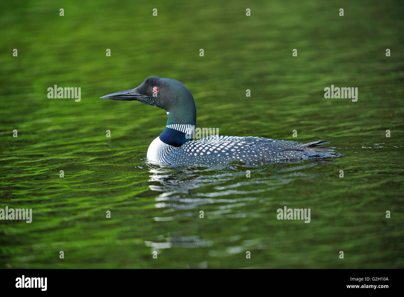 Great Northern o common loon Gavia immer sul lago Cassels Temagami Ontario Canada Foto Stock