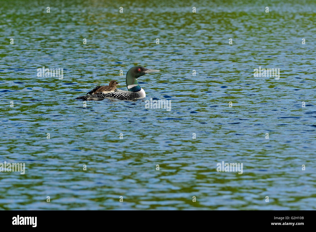 Loon comune (Gavia immer) con ceci su CAssels Lago Temagami Ontario Canada Foto Stock