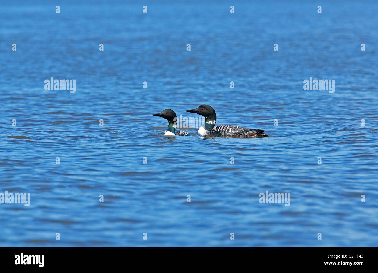 Due grandi settentrionale o common loons Gavia immer sul fiume inglese. Orecchio cade, Ontario. Canada orecchio Falls Ontario Canada Foto Stock