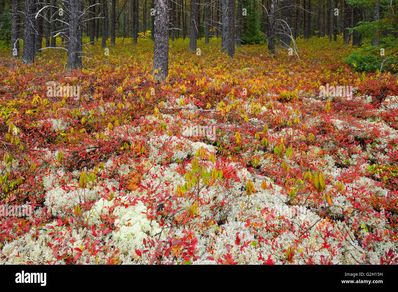 La copertura forestale nel jack stand di pino composta di licheni e mirtillo nel colore di autunno vicino Gogama Ontario Canada Foto Stock