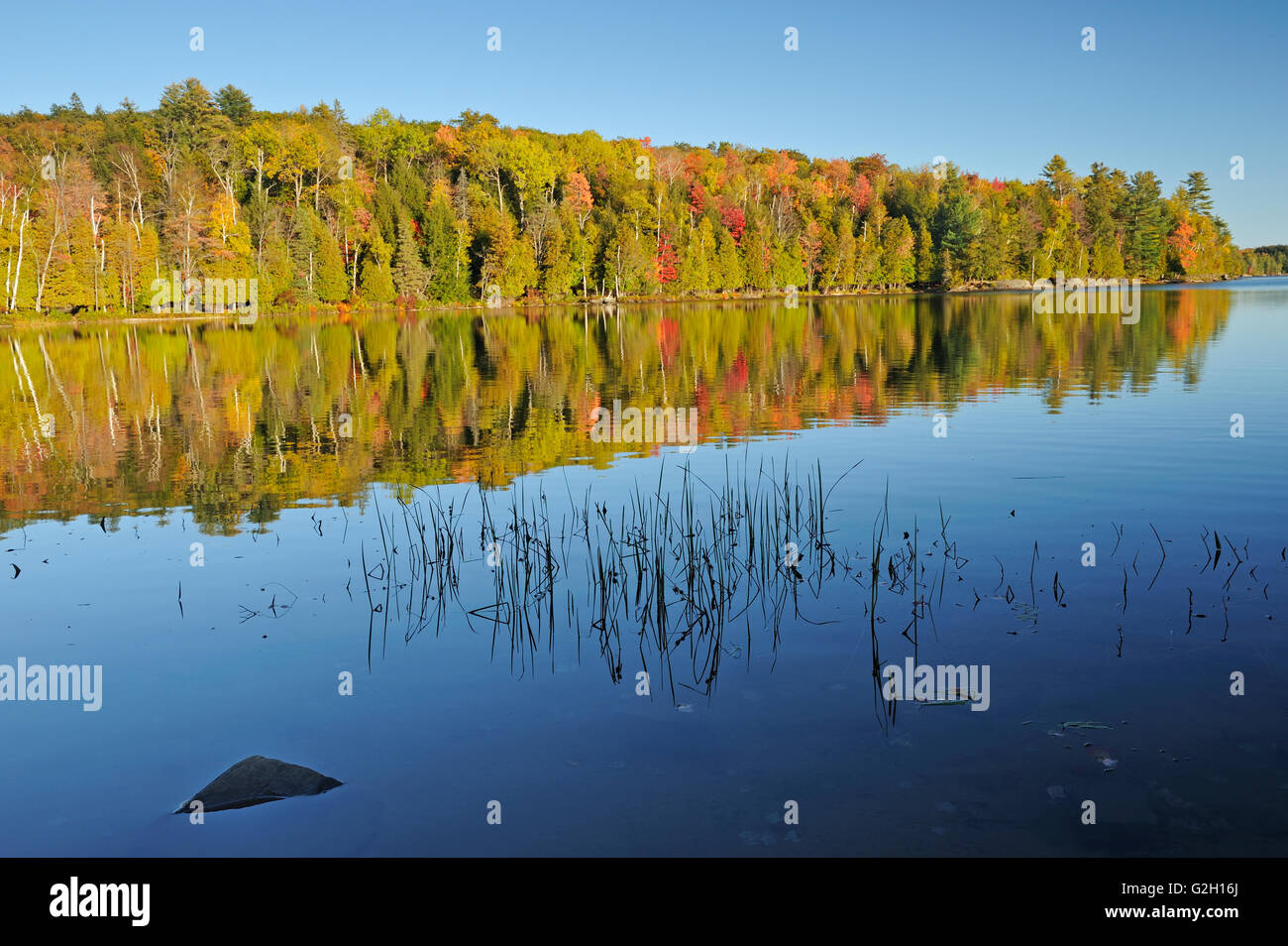 Foresta nel fogliame di autunno si riflette in silenzioso Lago Lago silenzioso parco provinciale Ontario Canada Foto Stock