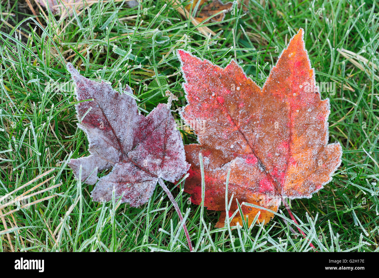 La brina sulla rossa foglie di acero (Acer rubrum) sull'erba Silent Lake Provincial Park Ontario Canada Foto Stock