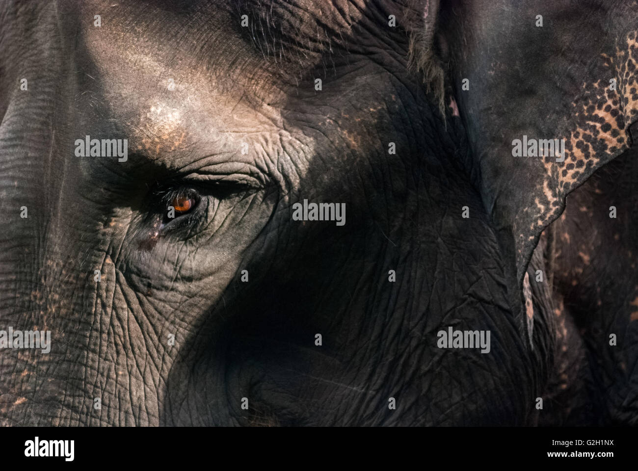 Captive elefante di Sumatra (Elephas maximus sumatranus). Foto Stock