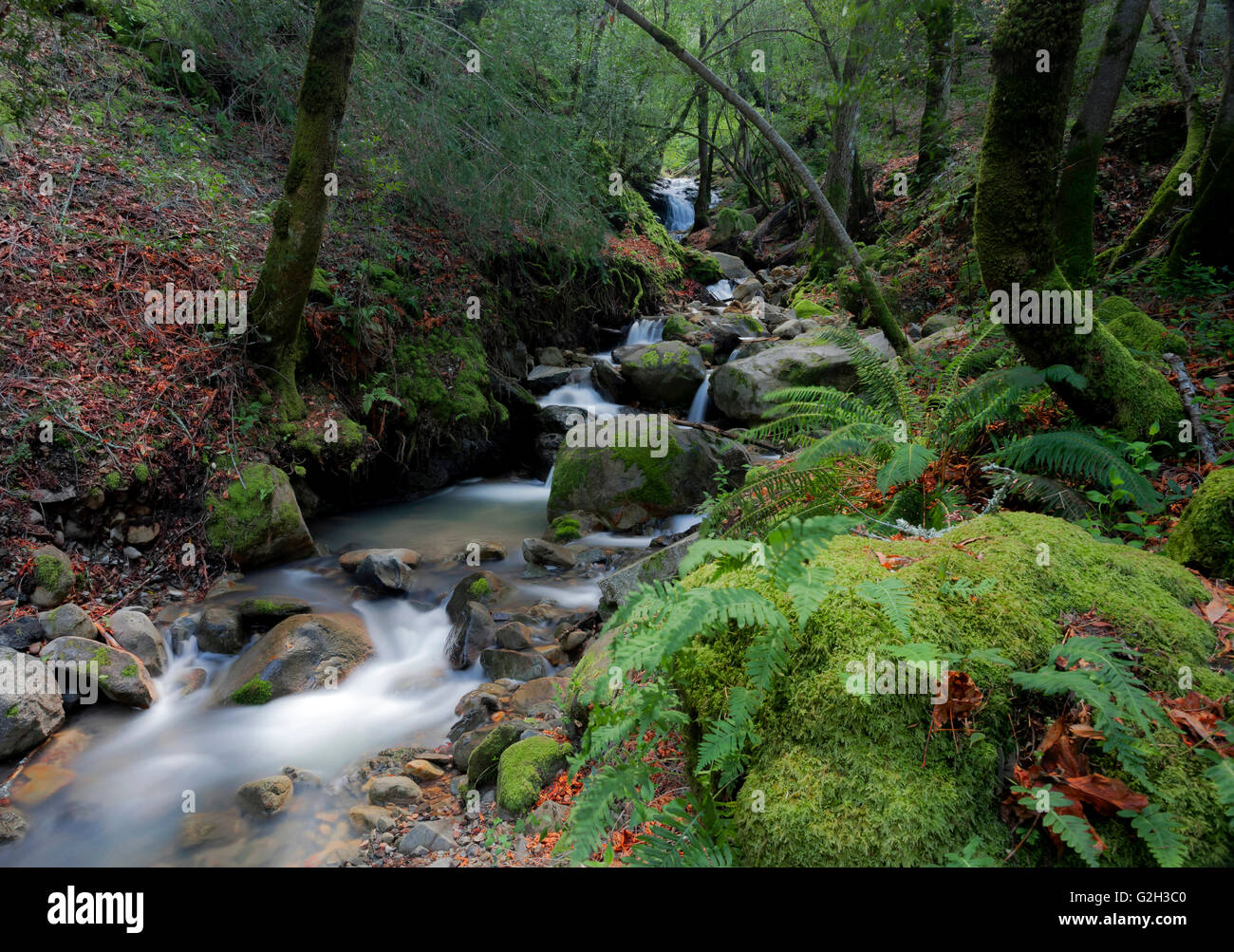 Canyon Uvas cascata, Uvas Canyon Park, Morgan Hill, California Foto Stock