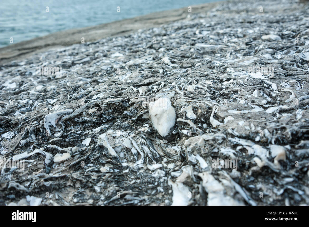 Vista dettagliata del guscio di ostrica tabby da frangionde seawall al Castillo de San Marcos in Matanzas Baia di St Augustine, Florida. Foto Stock
