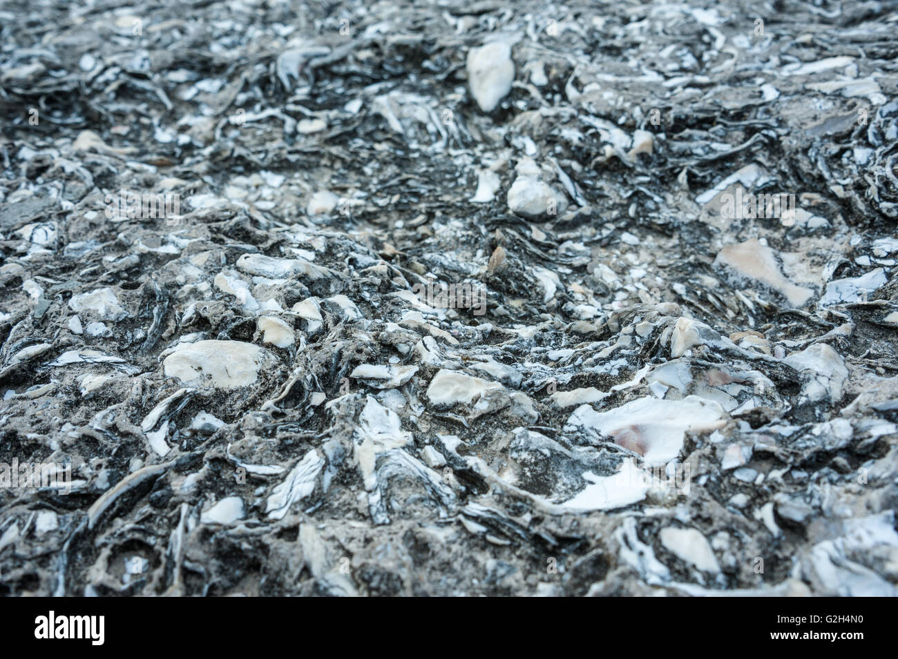 Vista dettagliata del guscio di ostrica tabby da frangionde seawall al Castillo de San Marcos in Sant'Agostino, Florida, Stati Uniti d'America. Foto Stock