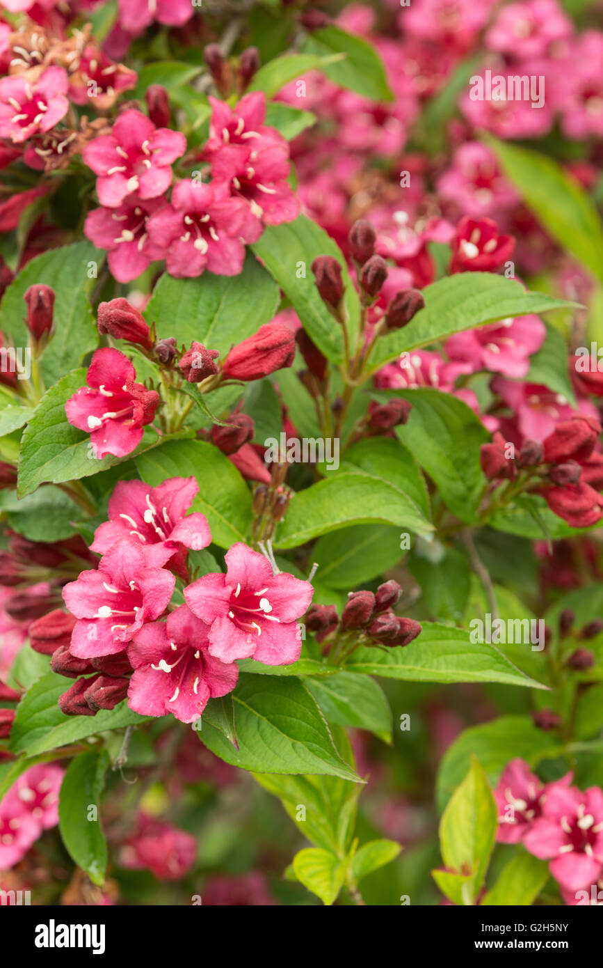 Masse di fiori d'estate a Weigela florida principessa rosa Foto Stock