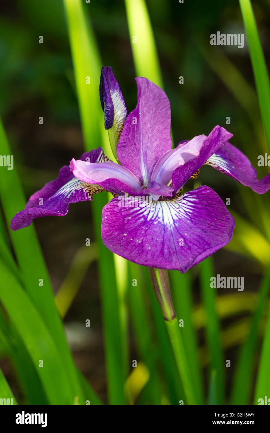 Fiore singolo e bud del Siberiano, Iris Iris sibirica " spumante Rose' Foto Stock