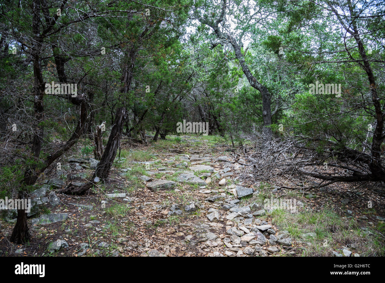 Sentiero attraverso Hill Country juniper foresta di pini. Travis Audubon fornai il santuario degli uccelli di Austin, Texas, Stati Uniti d'America. Foto Stock