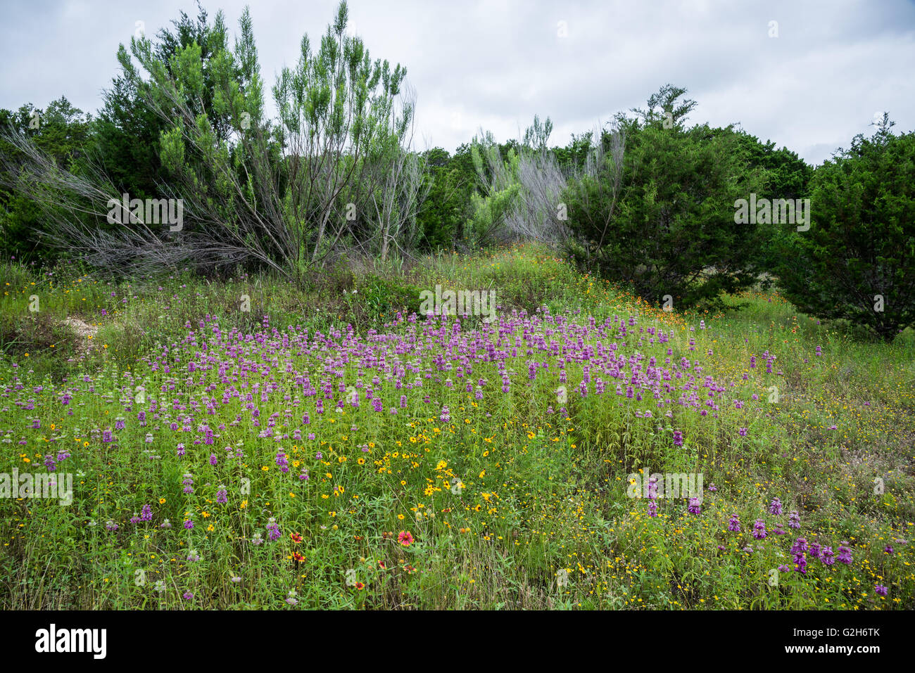 Fiori in piena fioritura in Texas Hill Country. Balcones Canyonlands National Wildlife Refuge, Austin, Texas, Stati Uniti d'America. Foto Stock