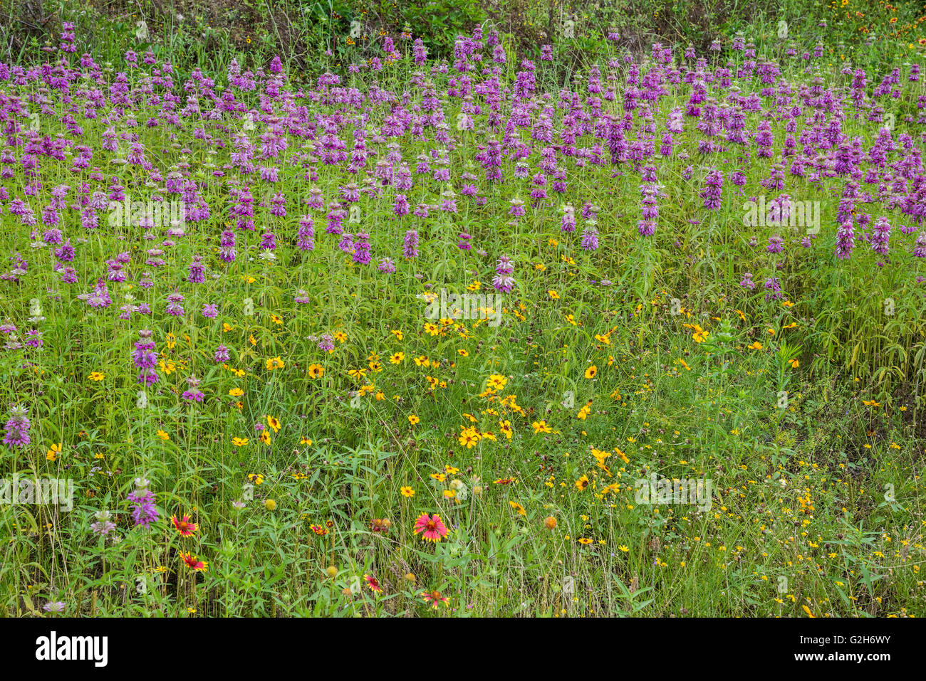 Fiori in piena fioritura in Texas Hill Country. Balcones Canyonlands National Wildlife Refuge, Austin, Texas, Stati Uniti d'America. Foto Stock