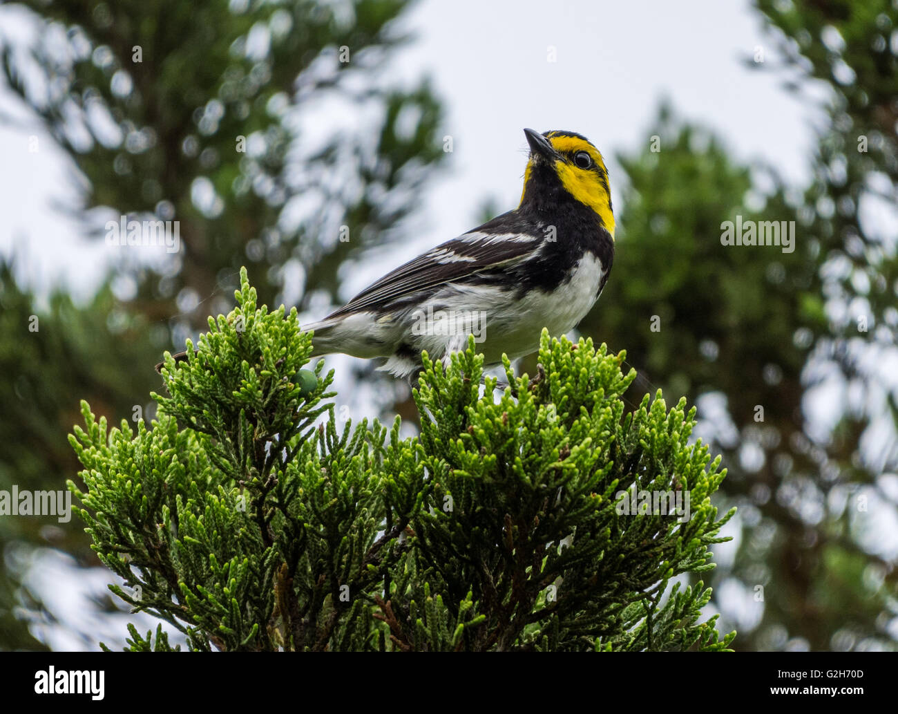 Specie in via di estinzione Golden-cheeked trillo (Setophaga chrysoparia) su un ginepro pino. Austin, Texas Hill Country, STATI UNITI D'AMERICA Foto Stock