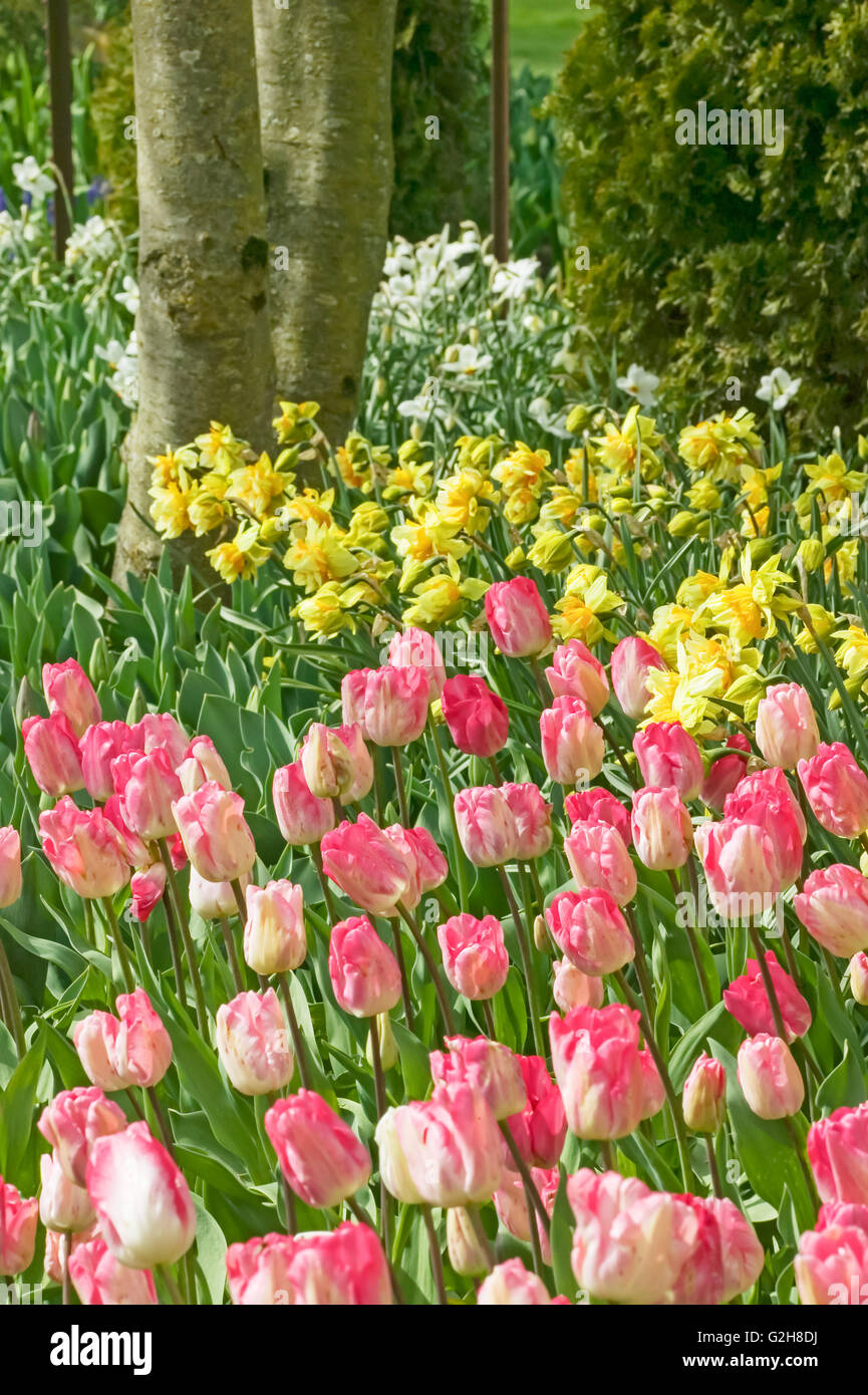 Gander's Rhapsody tulipani e Yellow Daffodils dal tronco di albero a Roozengaarde in Mount Vernon, Washington, Stati Uniti d'America Foto Stock