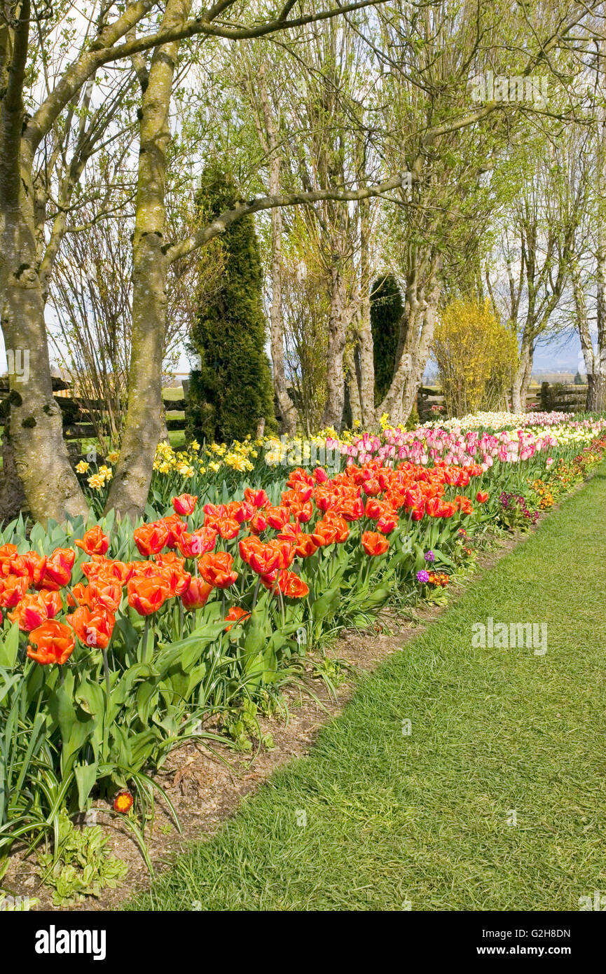 Tulipani e narcisi nei dintorni di tronchi di alberi a Roozengaarde in Mount Vernon, WA Foto Stock