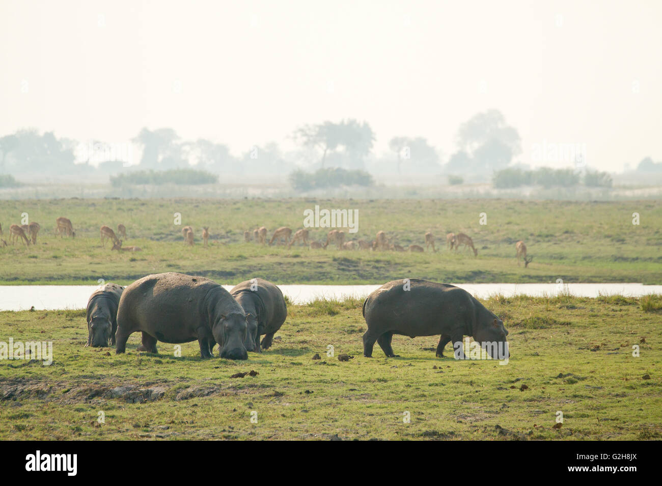 Ippopotami pascolando vicino al fiume Chobe con un impala allevamento in background, nel Chobe National Park, Botswana, Africa Foto Stock